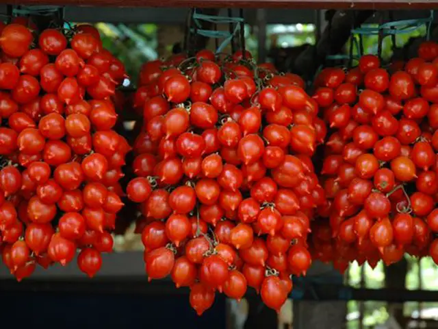 tomates-piennolo