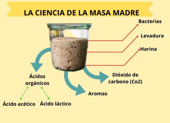 Cómo Hacer Masa Madre ≫ Paso a Paso Fácil