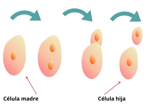 ▷ ¿Qué es la levadura y cómo funciona? 2 gemacion