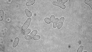 levadura-microscopio-40x